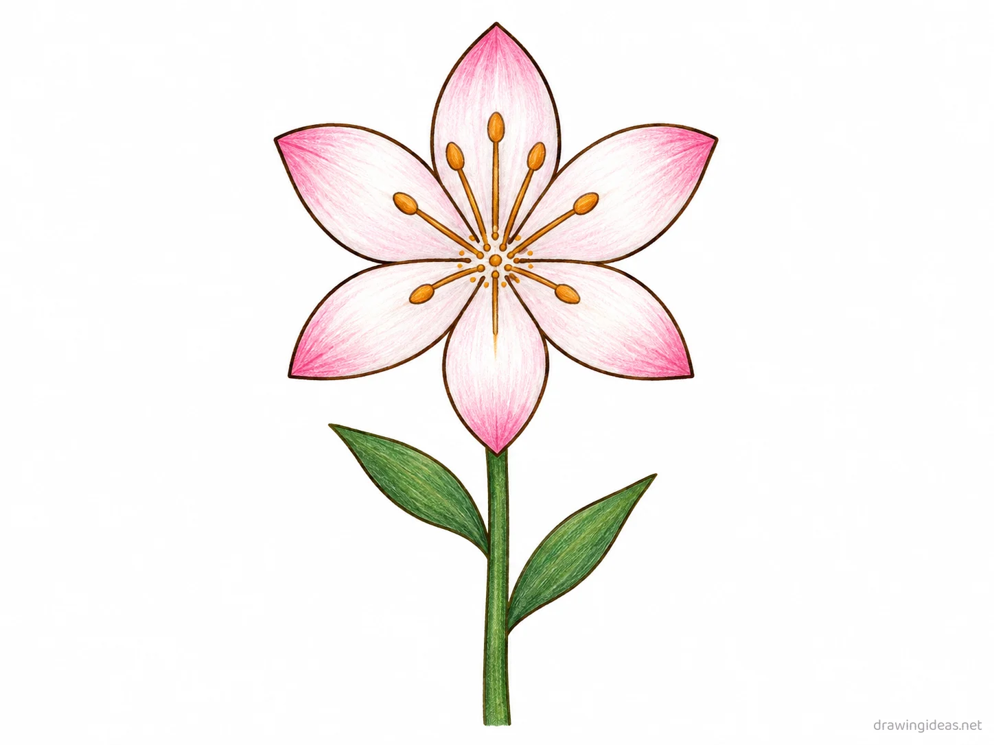 Lily drawing — hand-drawn lily illustration with ink lines and soft colors