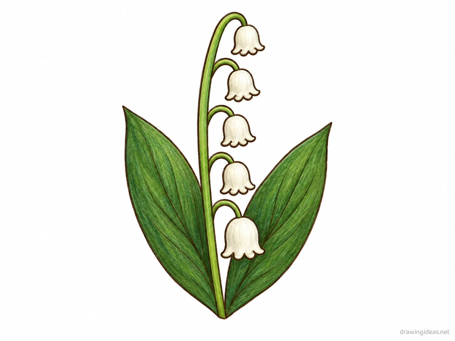 Lily of Valley drawing — hand-drawn lily of valley illustration with ink lines and soft colors