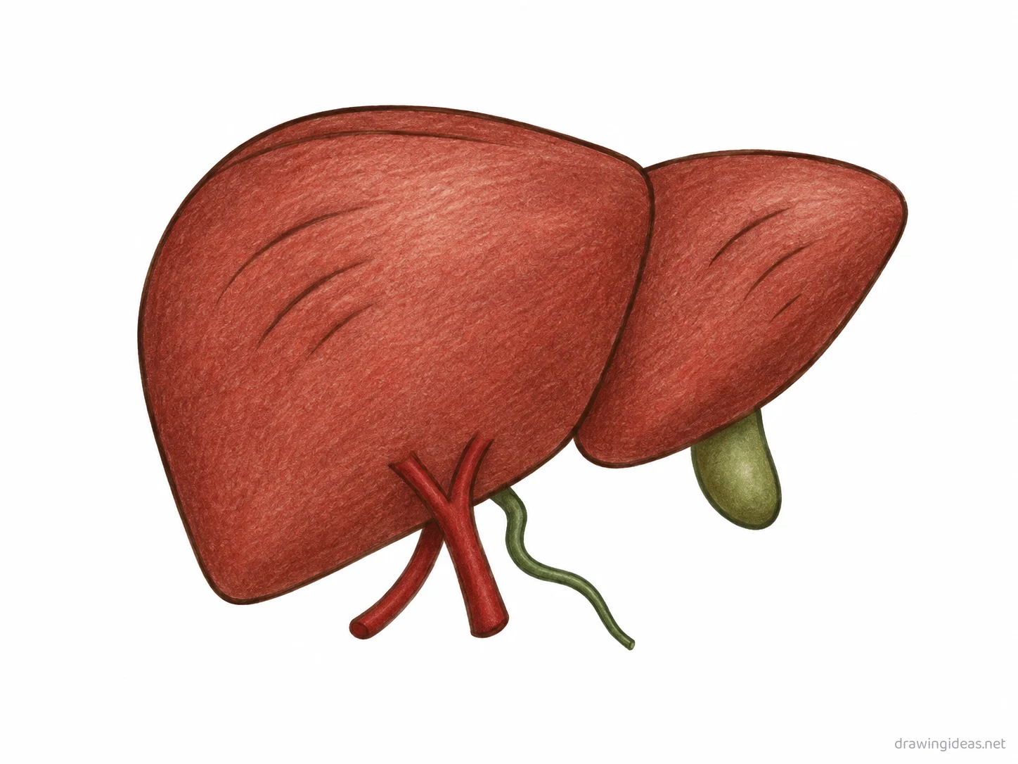 Liver drawing — hand-drawn liver illustration with ink lines and soft colors