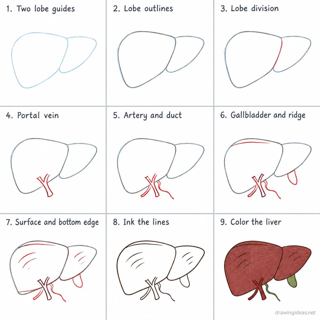 How to draw a liver step by step — 9-step liver drawing tutorial sheet