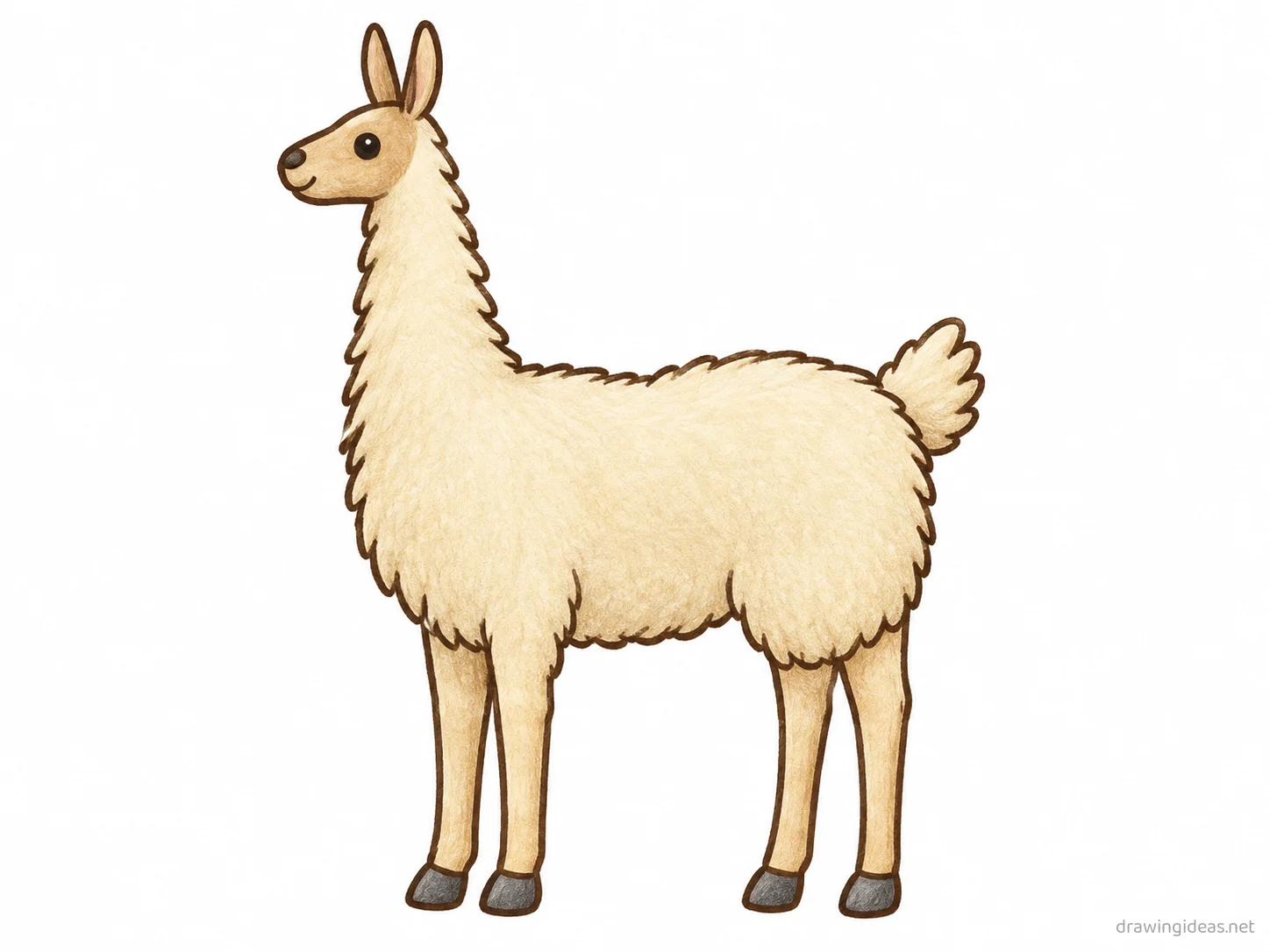 Llama drawing — hand-drawn llama illustration with ink lines and soft colors