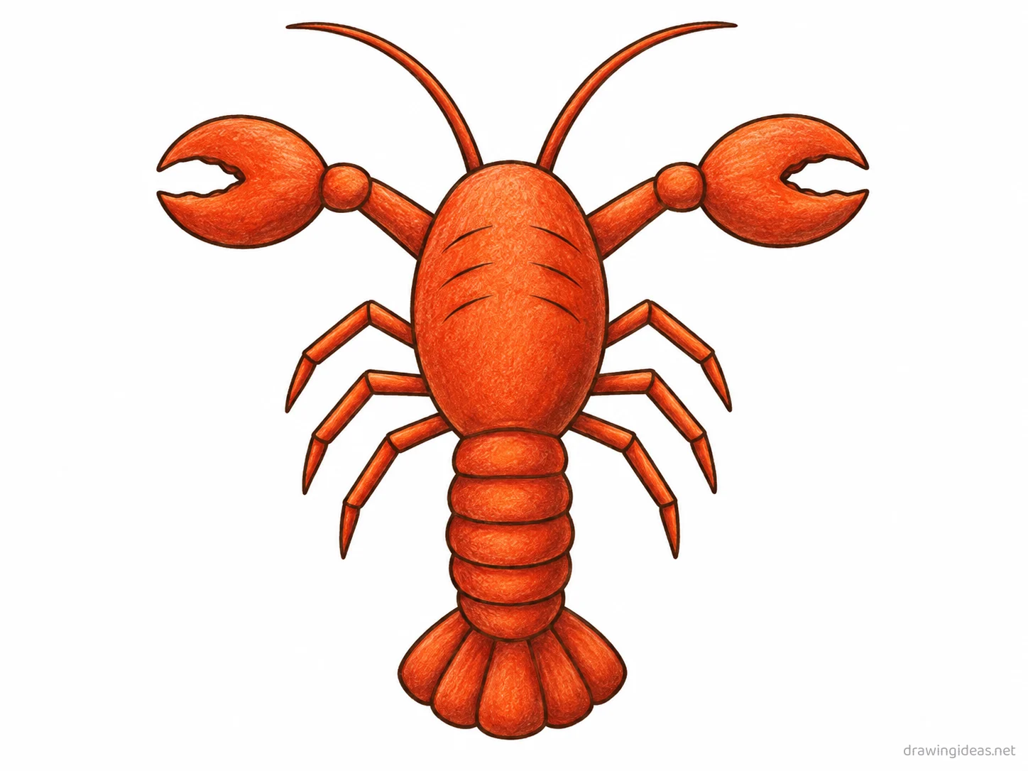 Lobster drawing — hand-drawn lobster illustration with ink lines and soft colors