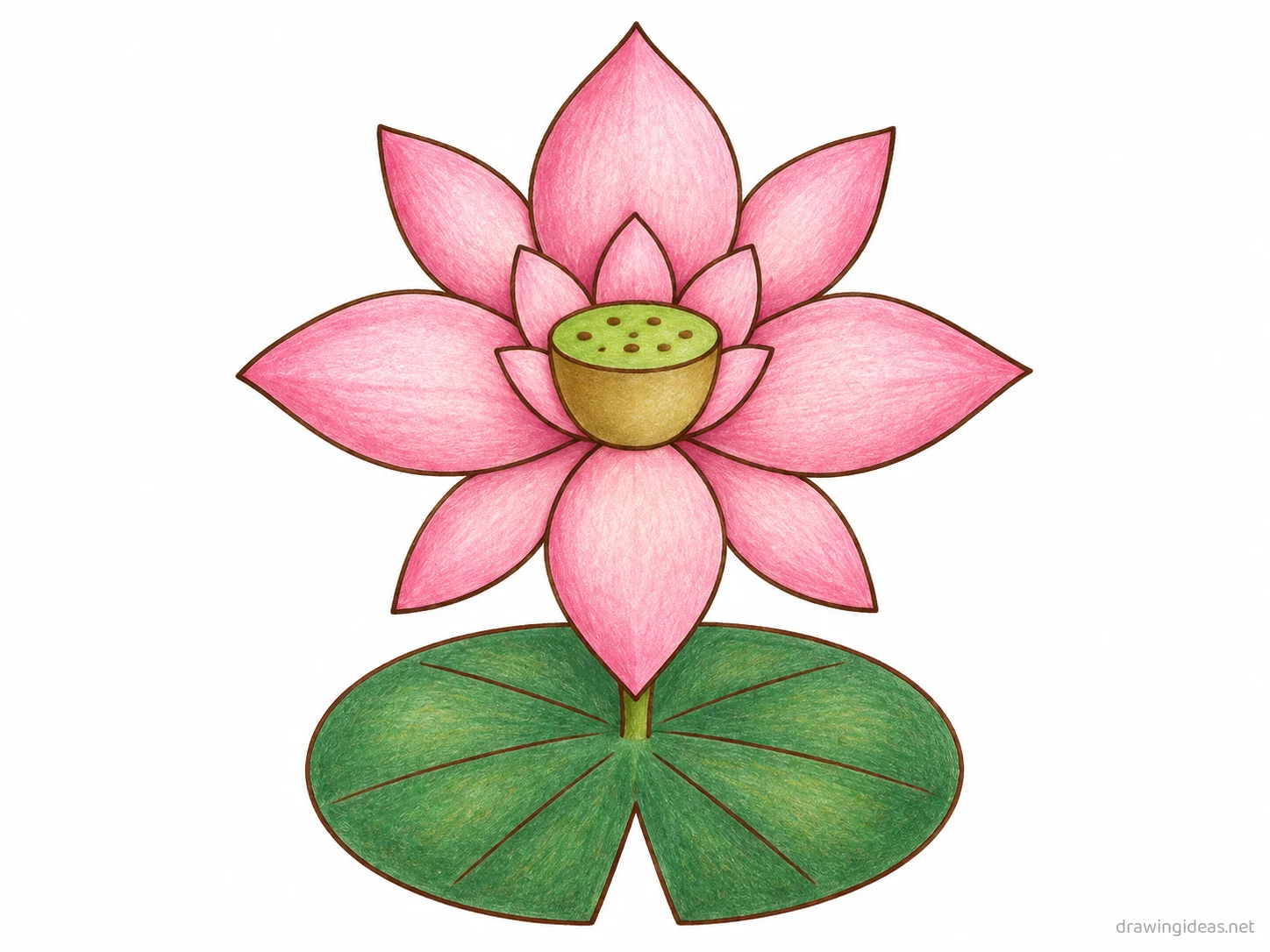 Lotus drawing — hand-drawn lotus illustration with ink lines and soft colors