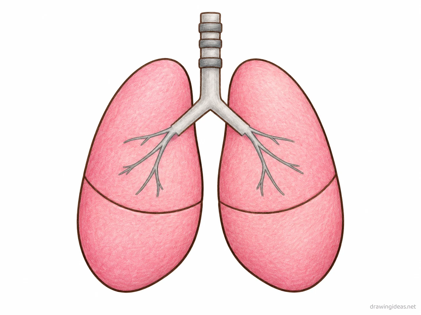 Lungs drawing — hand-drawn lungs illustration with ink lines and soft colors