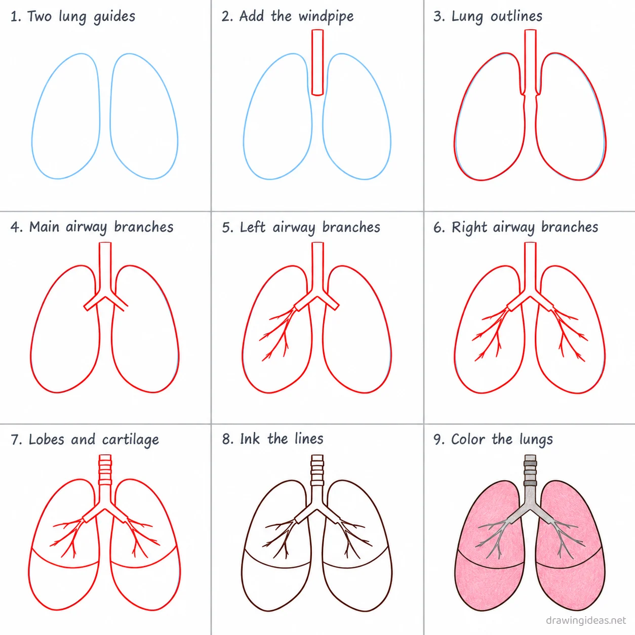 How to draw lungs step by step — 9-step lungs drawing tutorial sheet