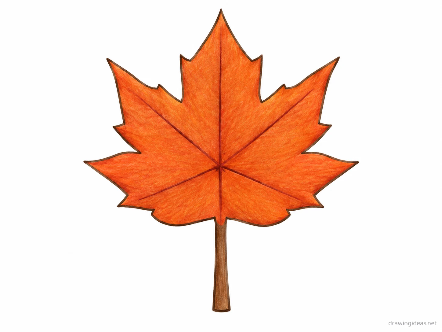 Maple Leaf drawing — hand-drawn maple leaf illustration with ink lines and soft colors