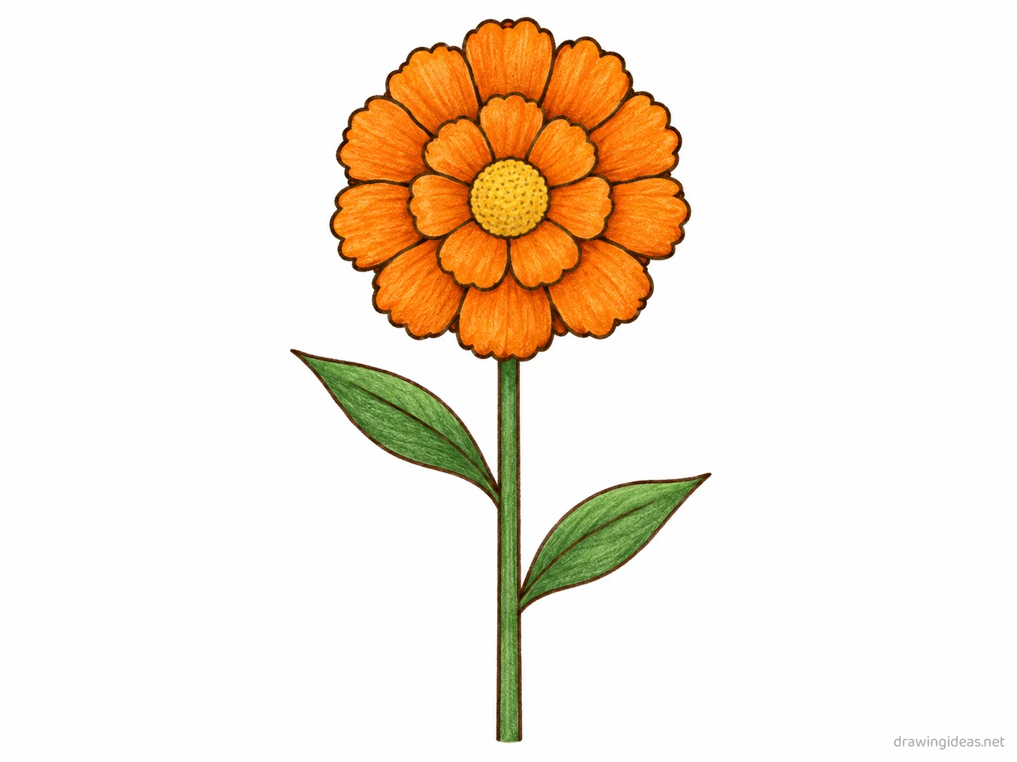 Marigold drawing — hand-drawn marigold illustration with ink lines and soft colors