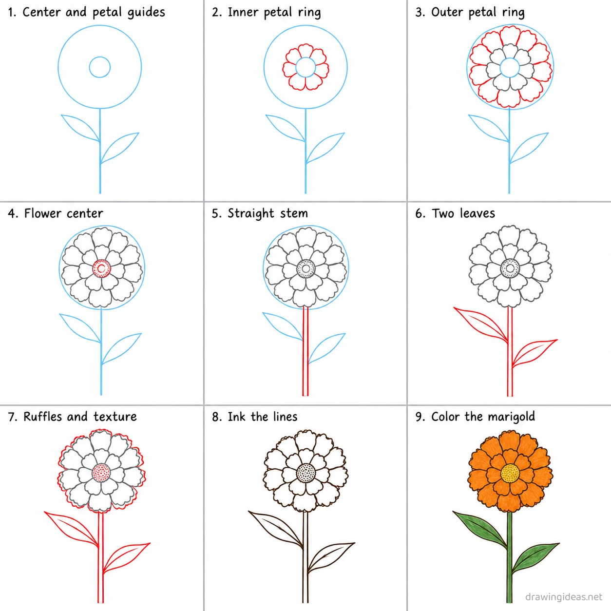 How to draw a marigold step by step — 9-step marigold drawing tutorial sheet
