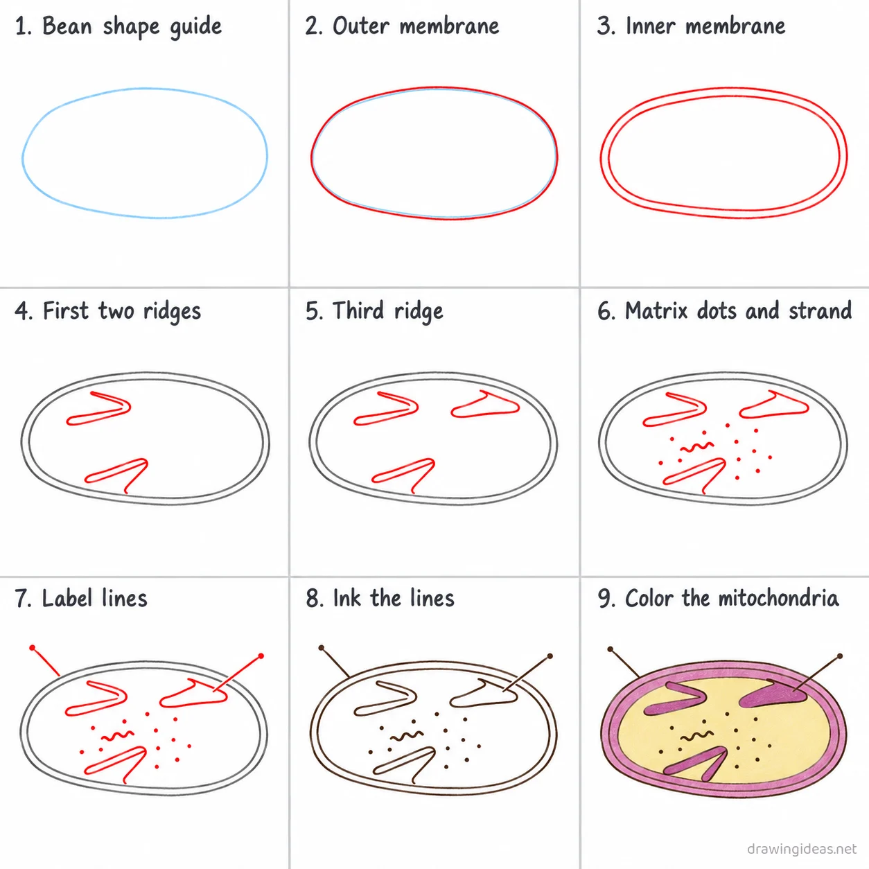 How to draw a mitochondria step by step — 9-step mitochondria drawing tutorial sheet