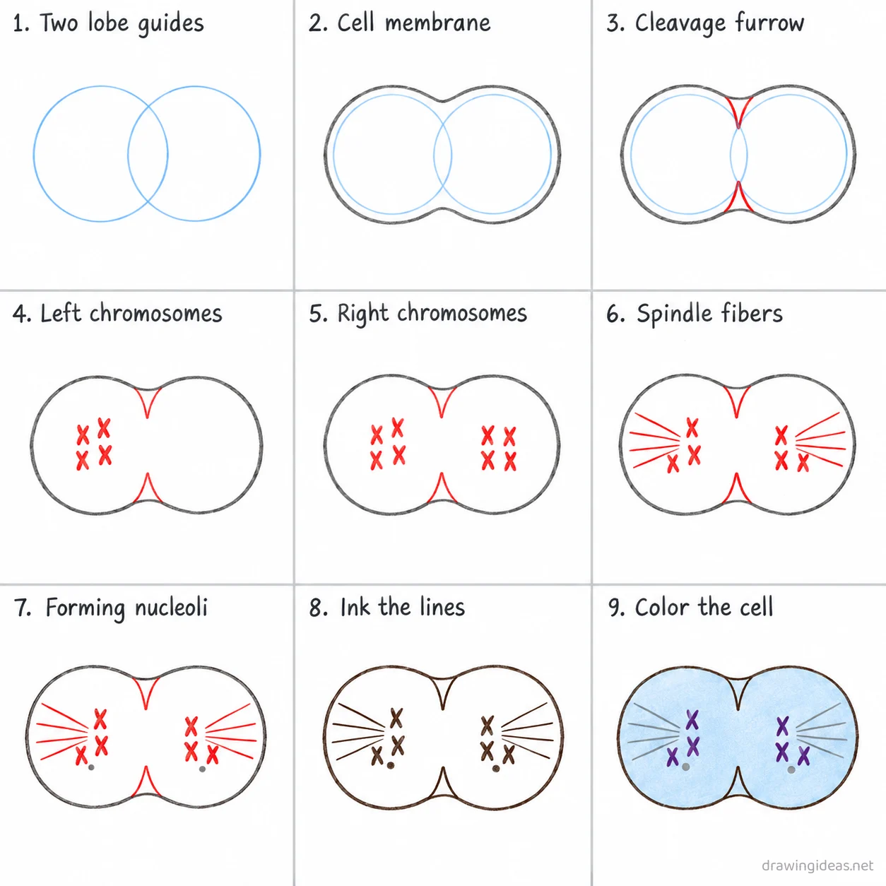 How to draw mitosis step by step — 9-step mitosis drawing tutorial sheet