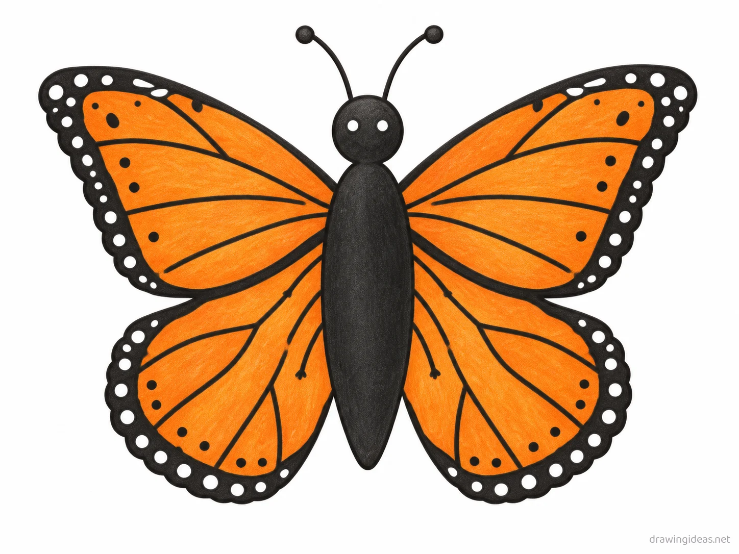 Monarch Butterfly drawing — hand-drawn monarch butterfly illustration with ink lines and soft colors