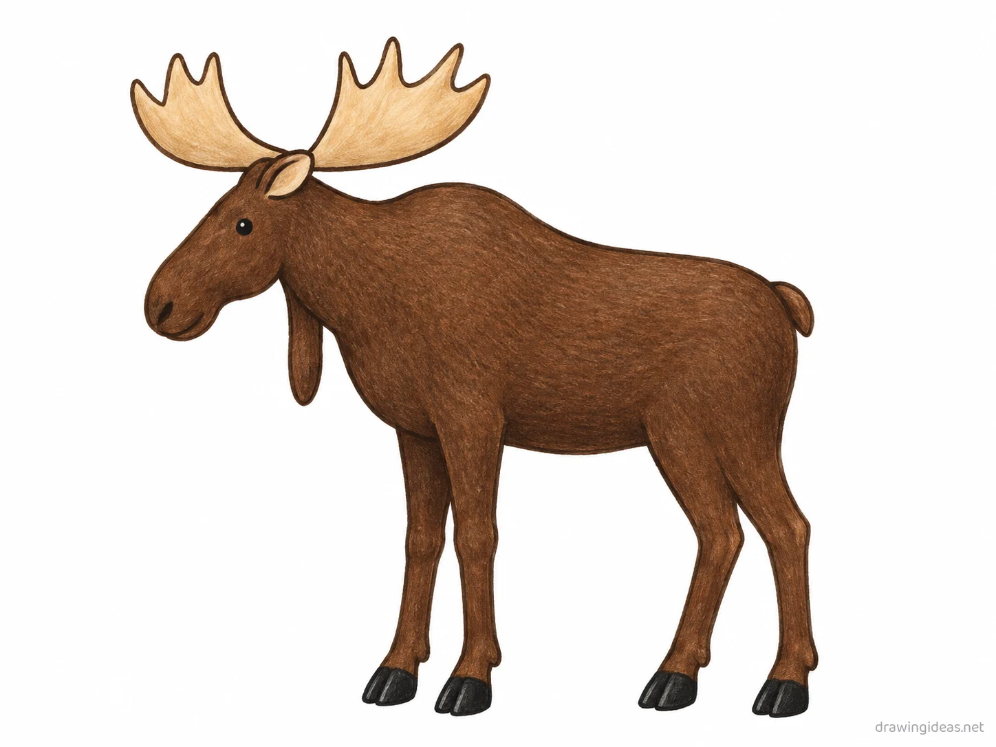 Moose drawing — hand-drawn moose illustration with ink lines and soft colors