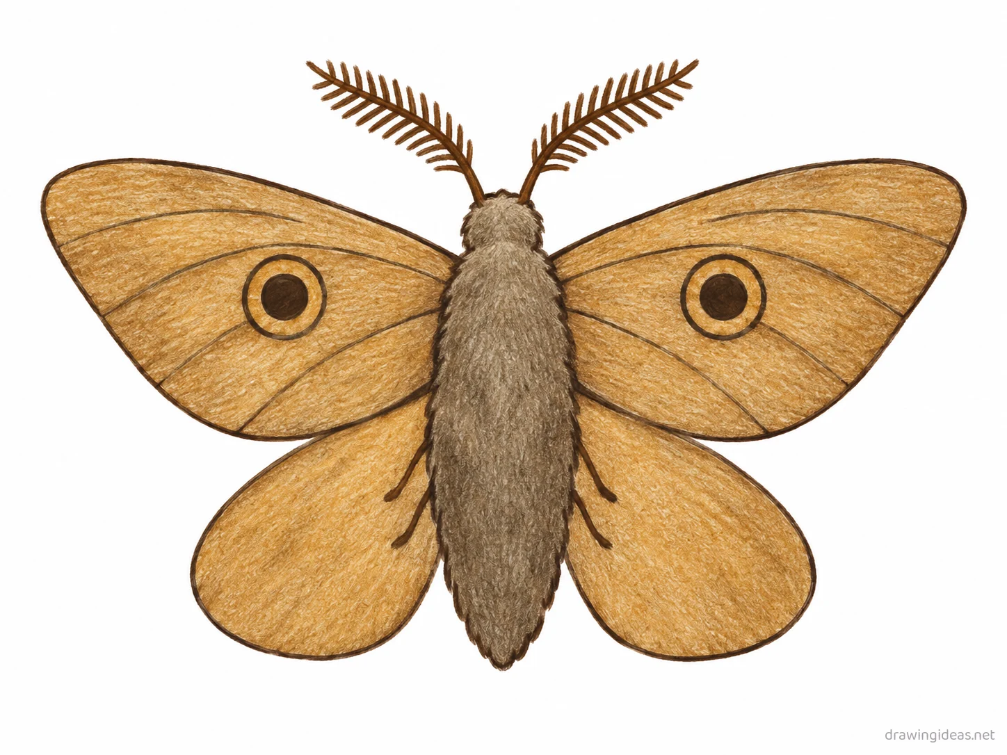 Moth drawing — hand-drawn moth illustration with ink lines and soft colors