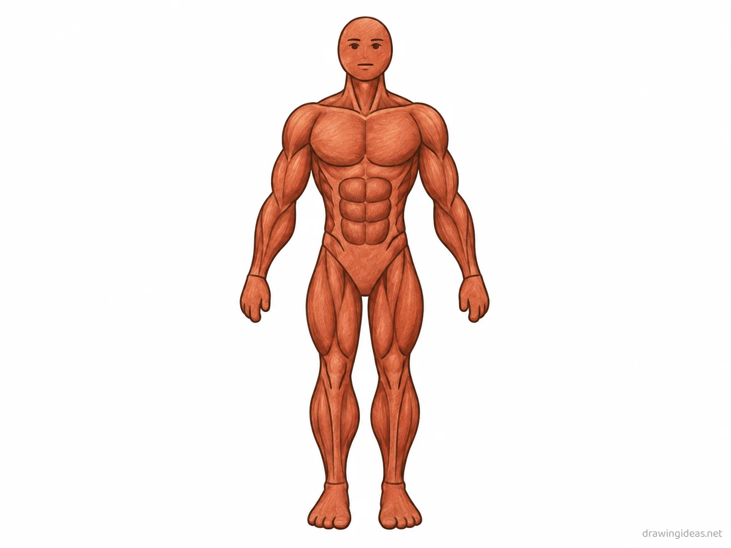 Muscular System drawing — hand-drawn Muscular System illustration with ink lines and soft colors