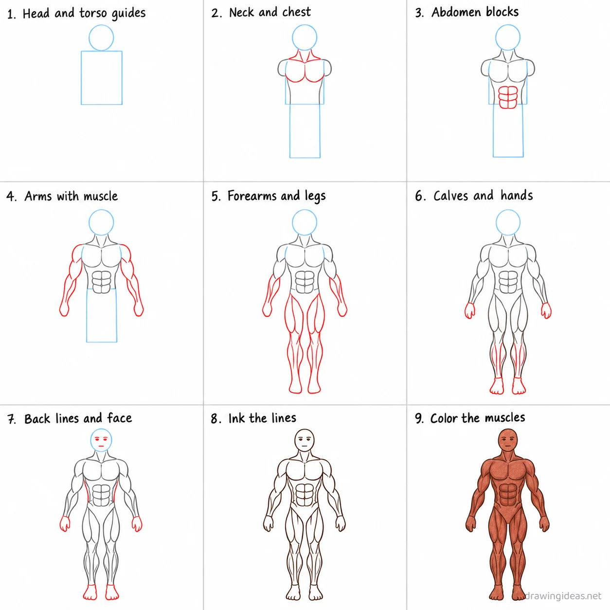 How to draw the Muscular System step by step — 9-step Muscular System drawing tutorial sheet