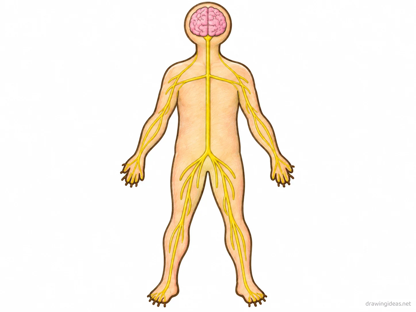 Nervous System drawing — hand-drawn Nervous System illustration with ink lines and soft colors