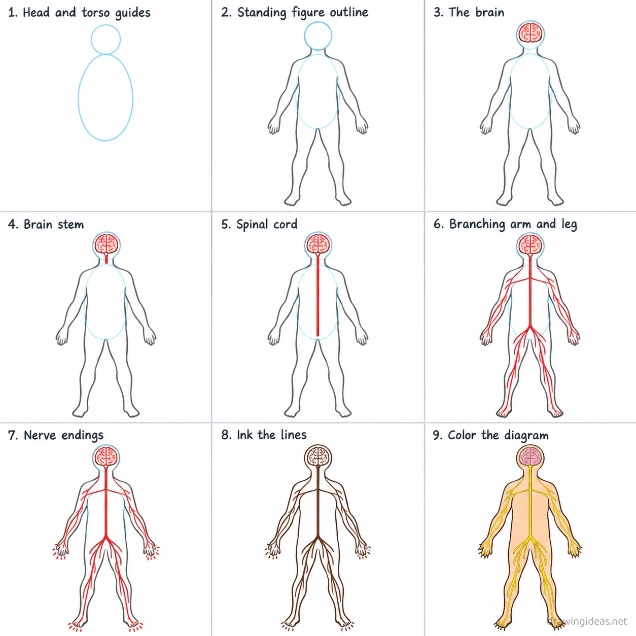 How to draw the Nervous System step by step — 9-step Nervous System drawing tutorial sheet