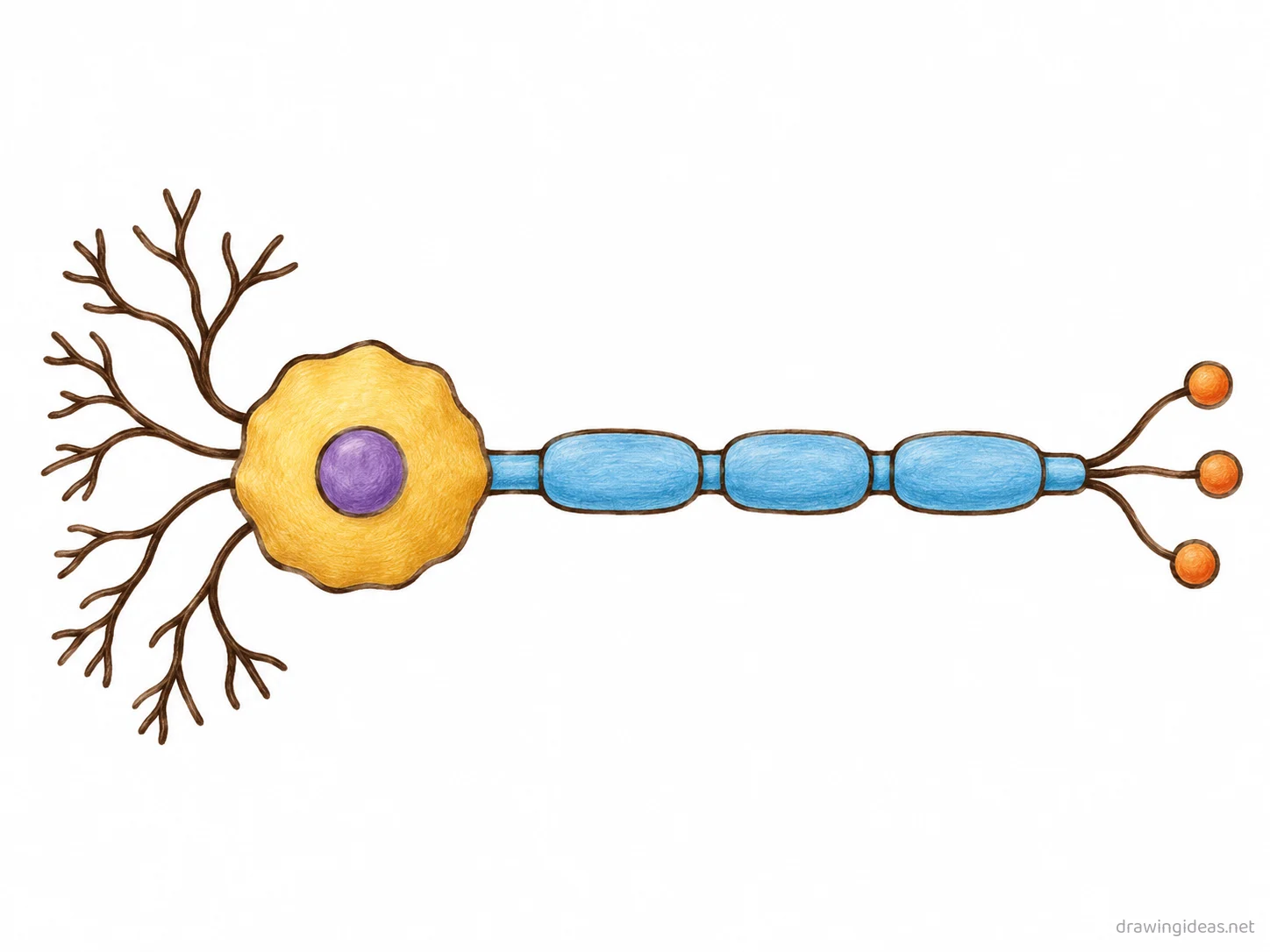 Neuron drawing — hand-drawn neuron illustration with ink lines and soft colors