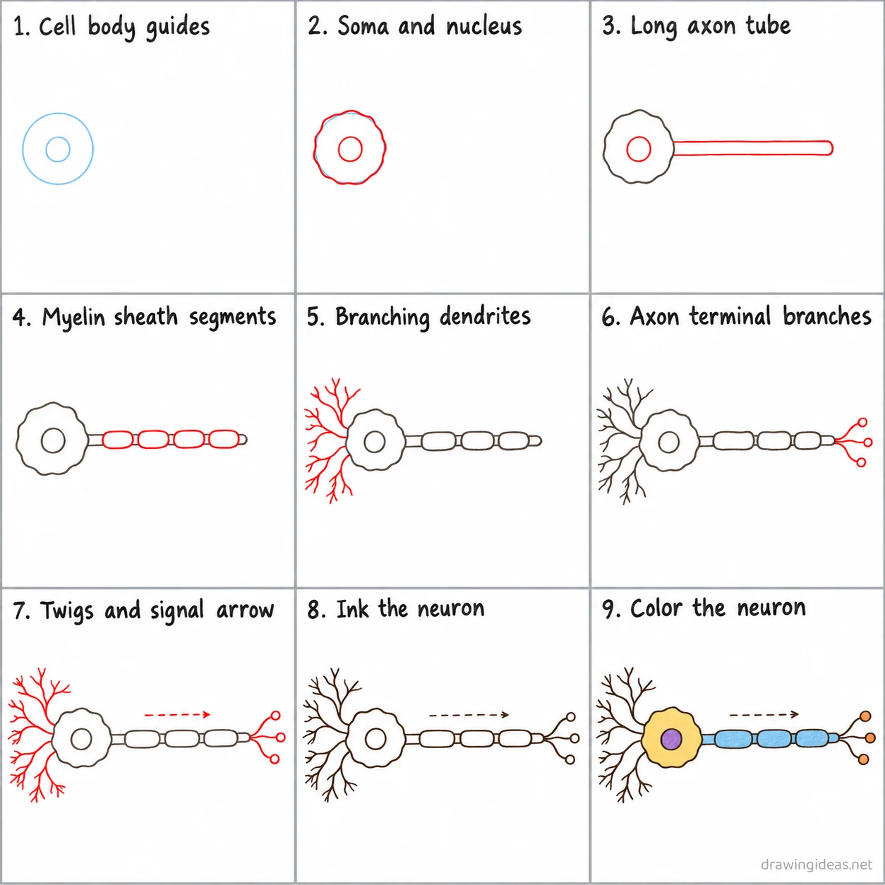 How to draw a neuron step by step — 9-step neuron drawing tutorial sheet