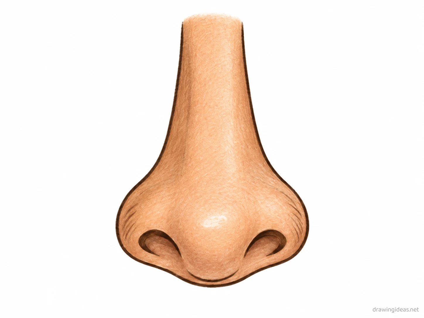 Nose drawing — hand-drawn nose illustration with ink lines and soft colors
