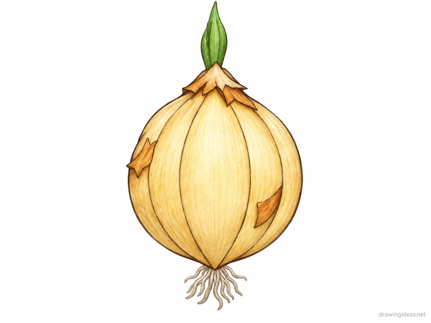 Onion drawing — hand-drawn onion illustration with ink lines and soft colors