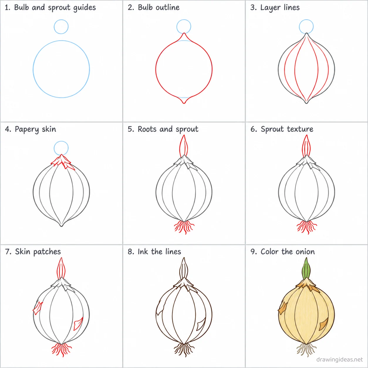 How to draw an onion step by step — 9-step onion drawing tutorial sheet