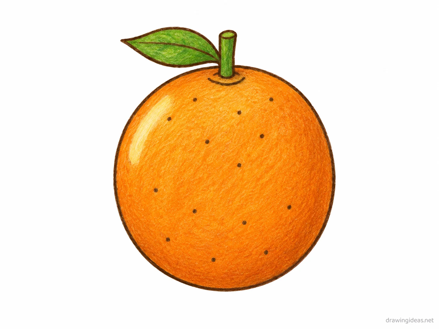 Orange drawing — hand-drawn orange illustration with ink lines and soft colors
