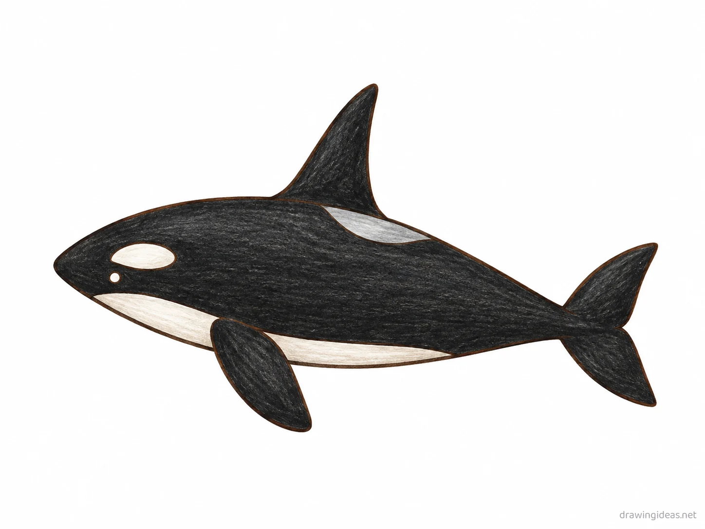 Orca drawing — hand-drawn orca illustration with ink lines and soft colors