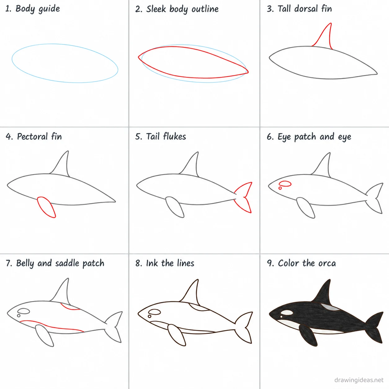 How to draw an orca step by step — 9-step orca drawing tutorial sheet