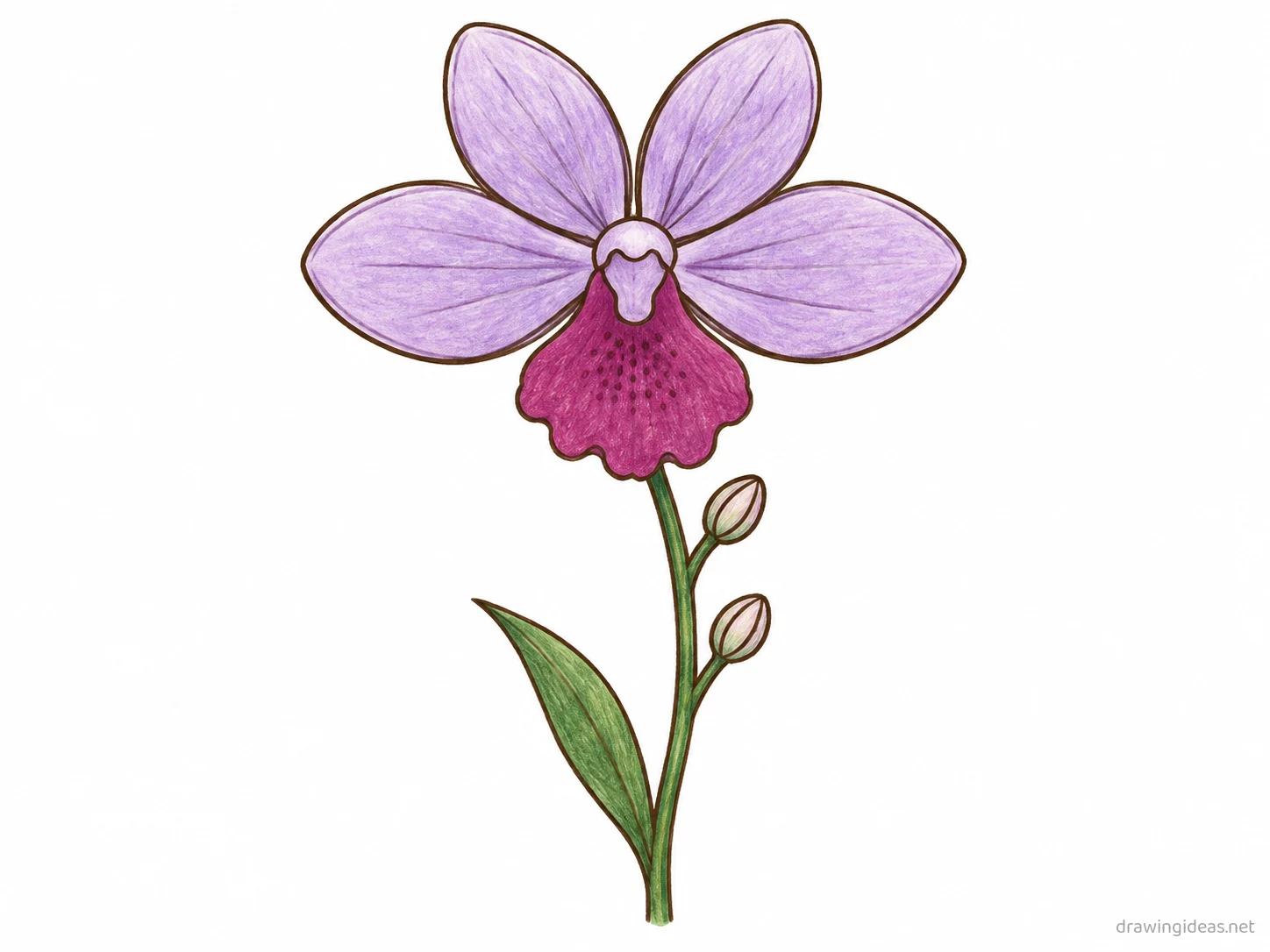 Orchid drawing — hand-drawn orchid illustration with ink lines and soft colors