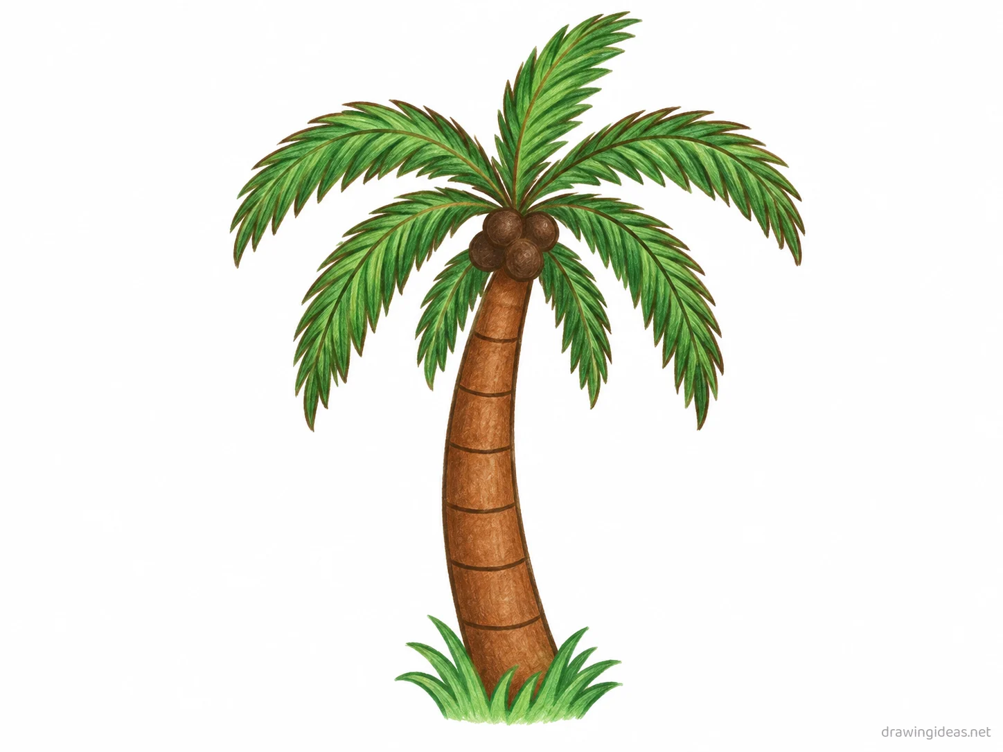 Palm Tree drawing — hand-drawn palm tree illustration with ink lines and soft colors