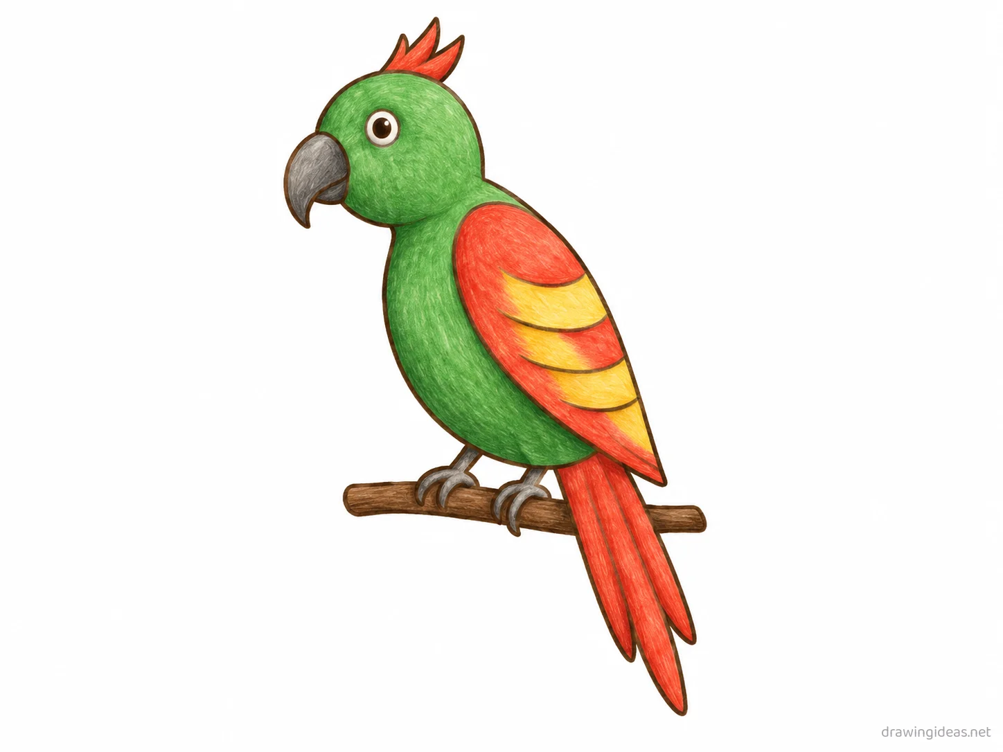 Parrot drawing — hand-drawn parrot illustration with ink lines and soft colors