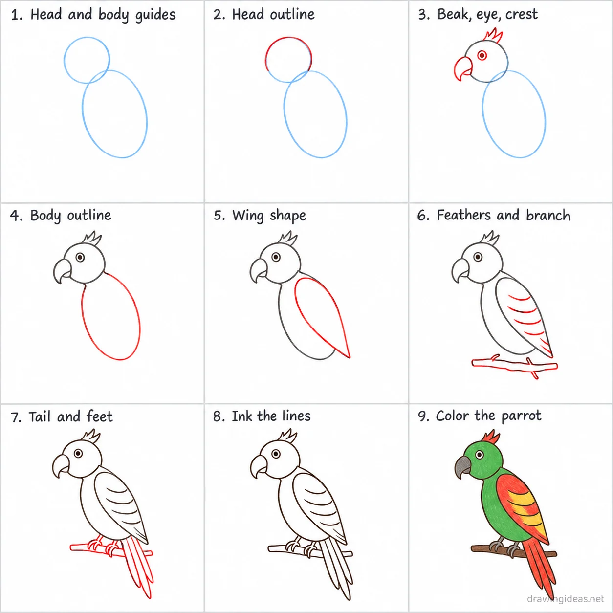How to draw a parrot step by step — 9-step parrot drawing tutorial sheet