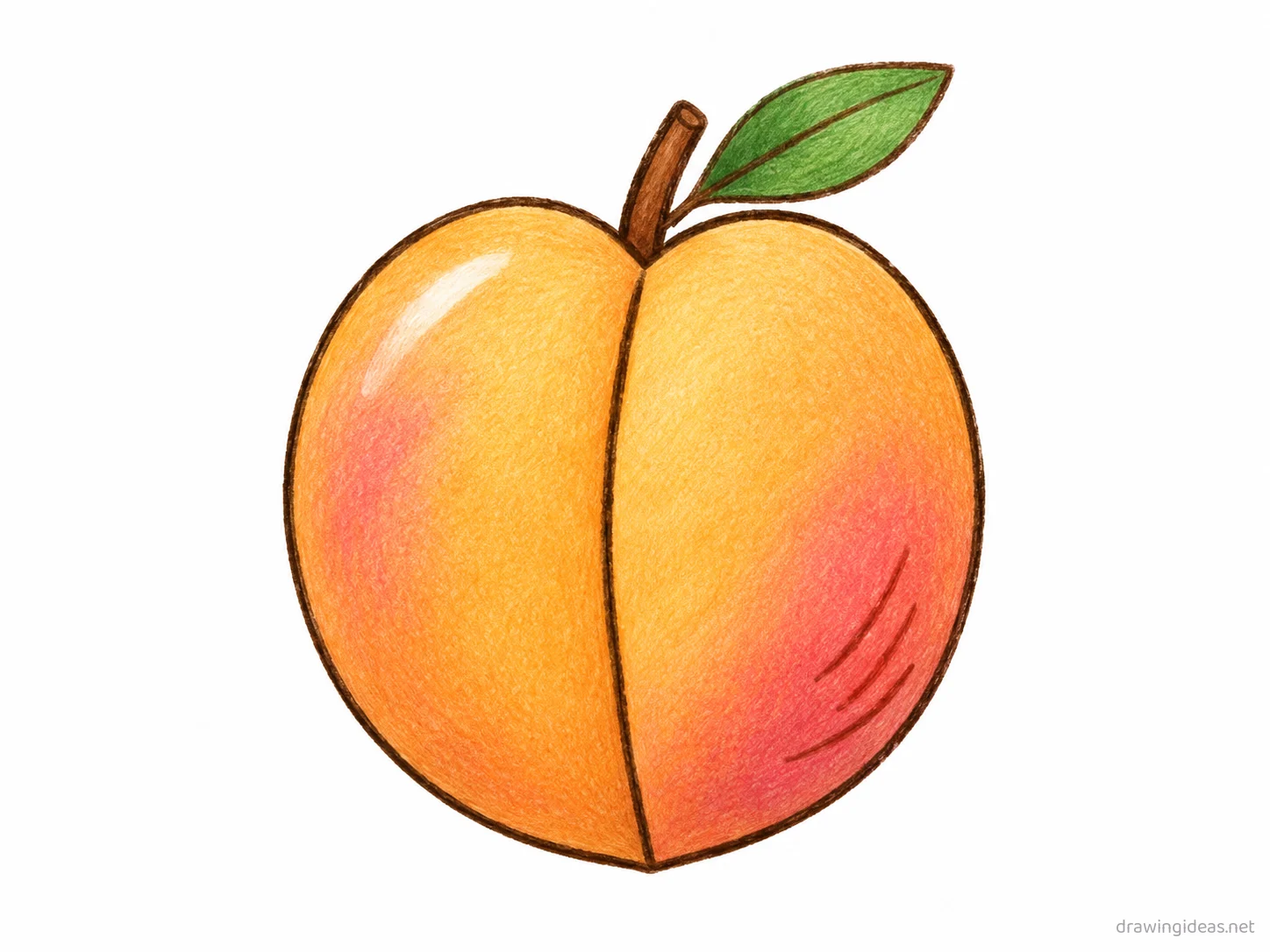Peach drawing — hand-drawn peach illustration with ink lines and soft colors