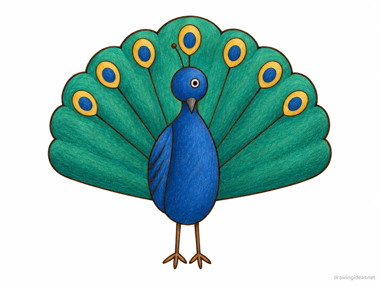 Peacock drawing — hand-drawn peacock illustration with ink lines and soft colors