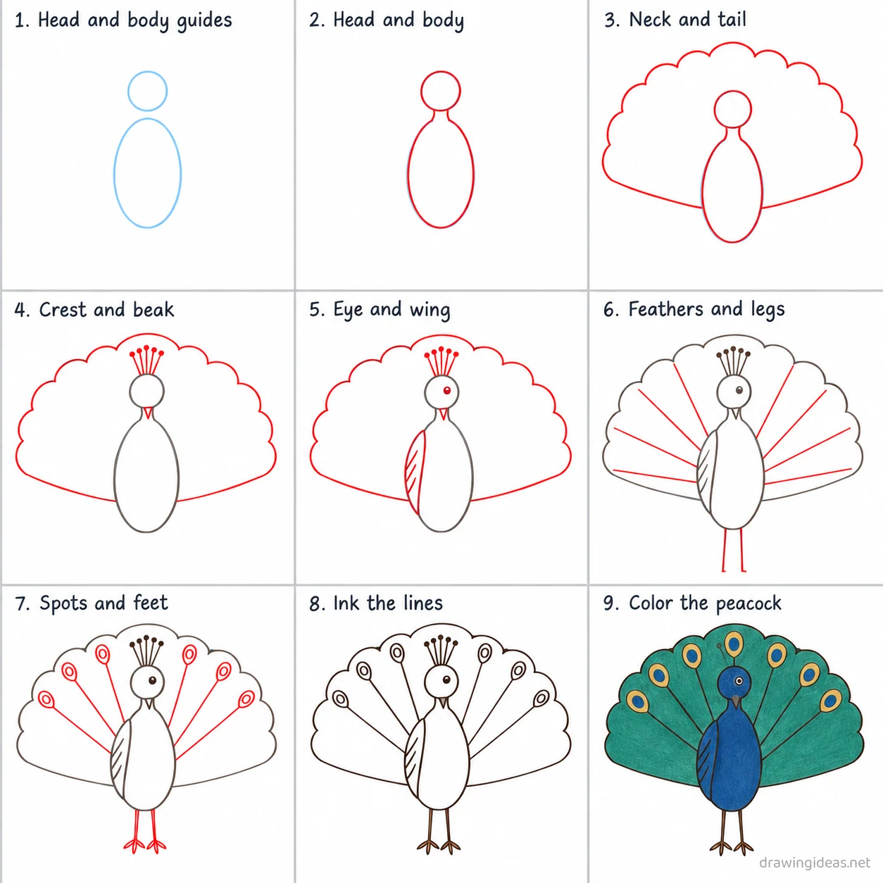 How to draw a peacock step by step — 9-step peacock drawing tutorial sheet