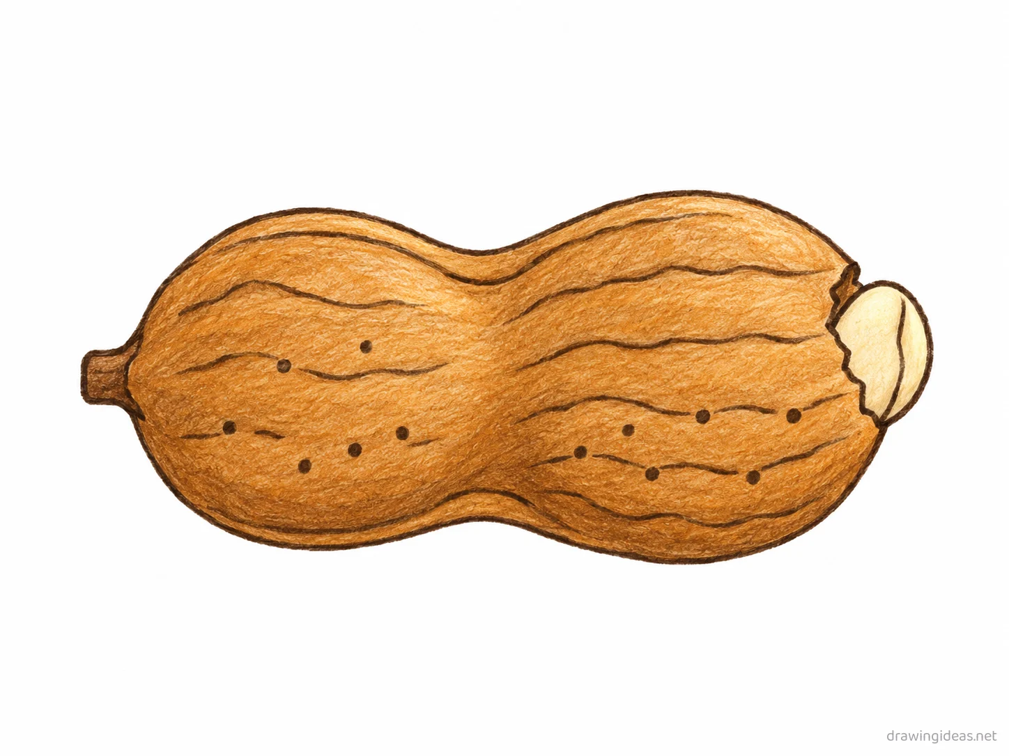 Peanut drawing — hand-drawn peanut illustration with ink lines and soft colors