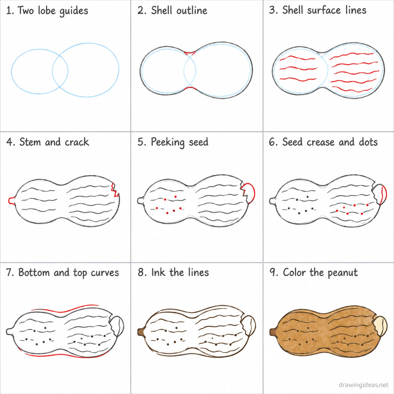 How to draw a peanut step by step — 9-step peanut drawing tutorial sheet