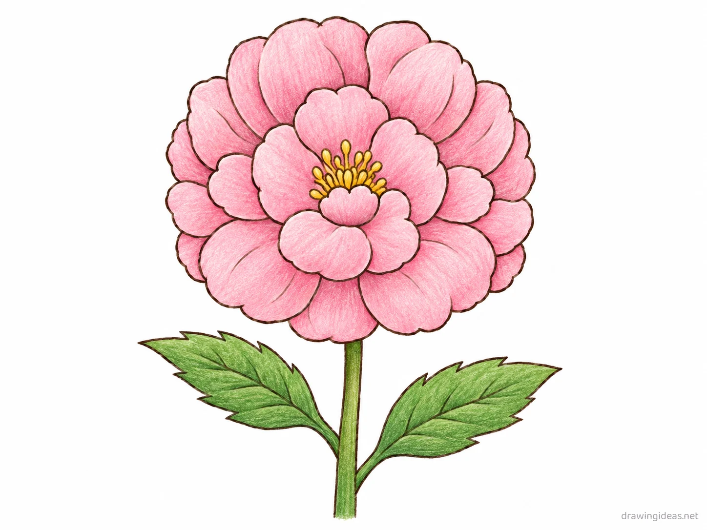 Peony drawing — hand-drawn peony illustration with ink lines and soft colors