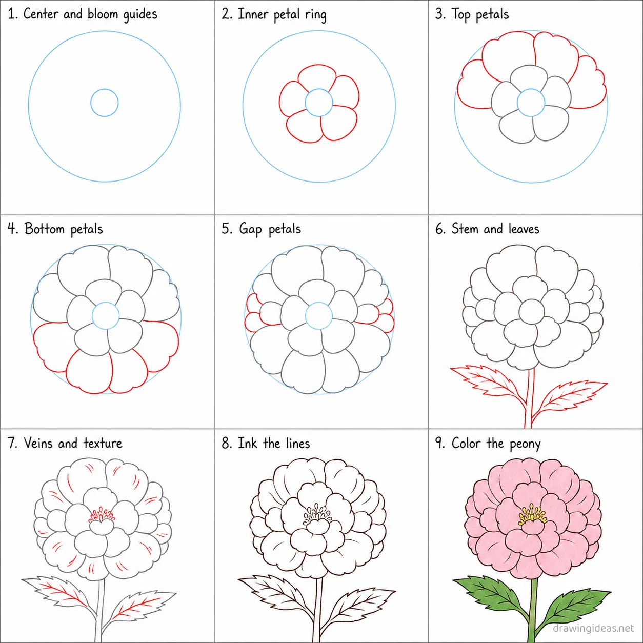 How to draw a peony step by step — 9-step peony drawing tutorial sheet