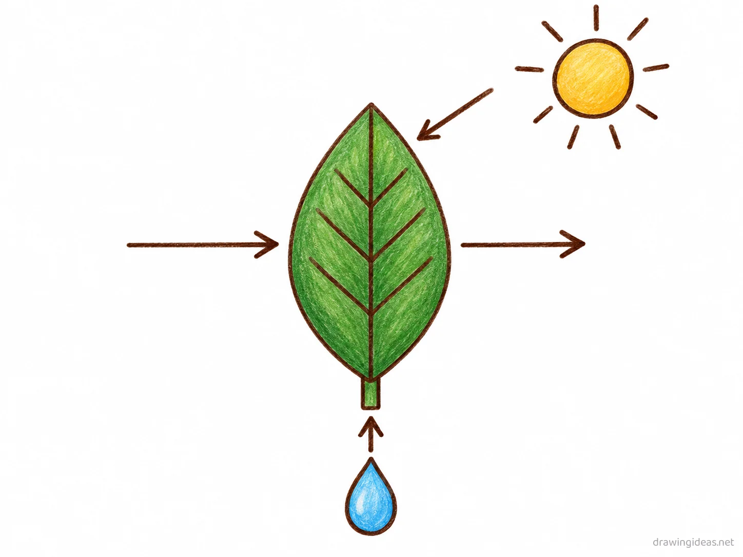 Photosynthesis drawing — hand-drawn photosynthesis illustration with ink lines and soft colors