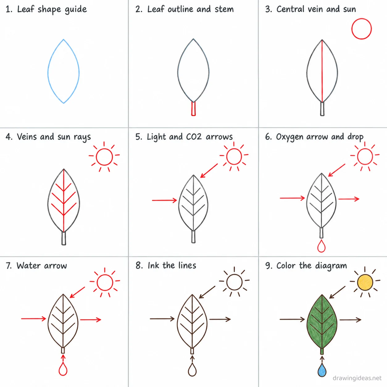 How to draw photosynthesis step by step — 9-step photosynthesis drawing tutorial sheet