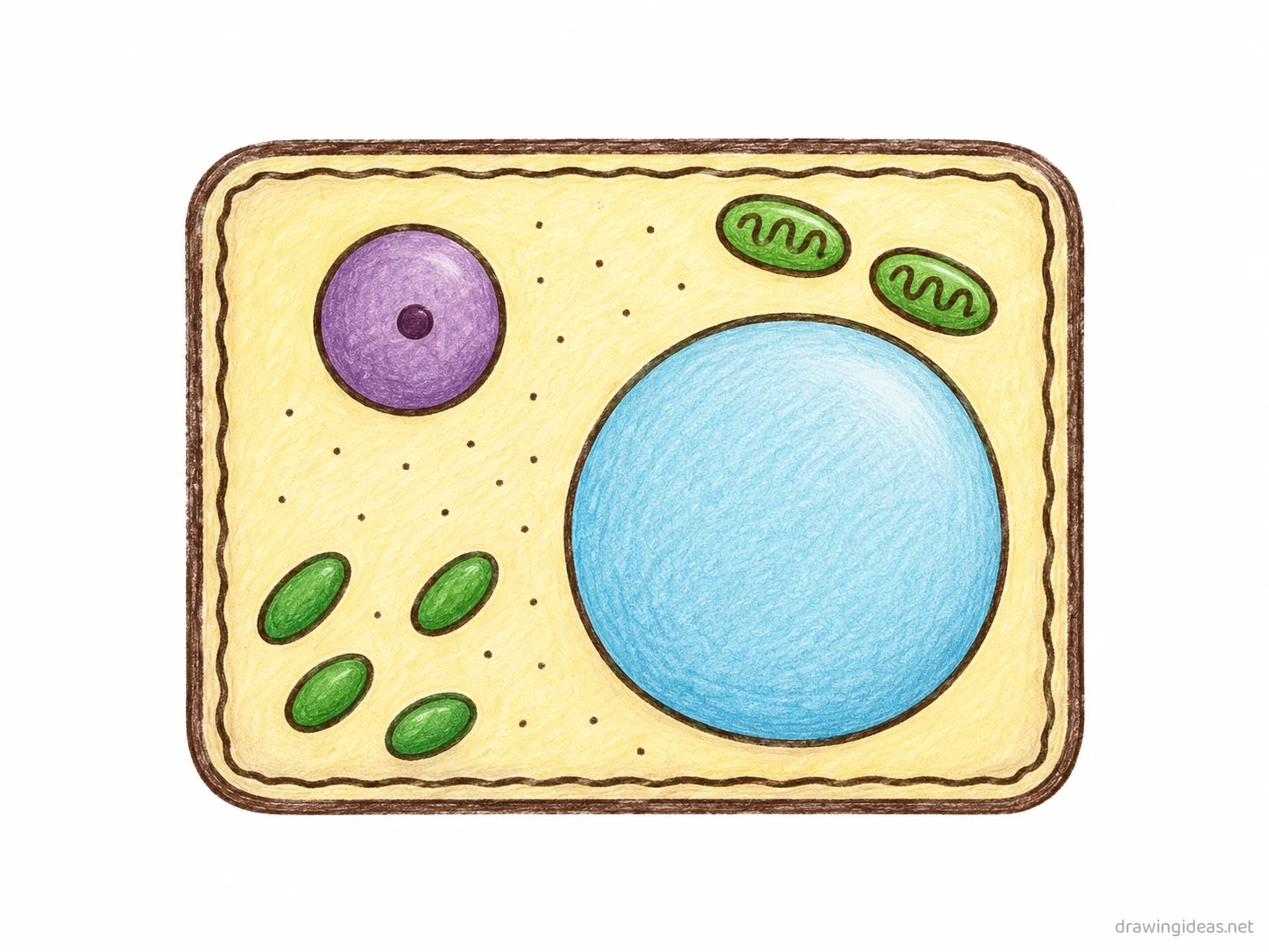 Plant Cell drawing — hand-drawn plant cell illustration with ink lines and soft colors