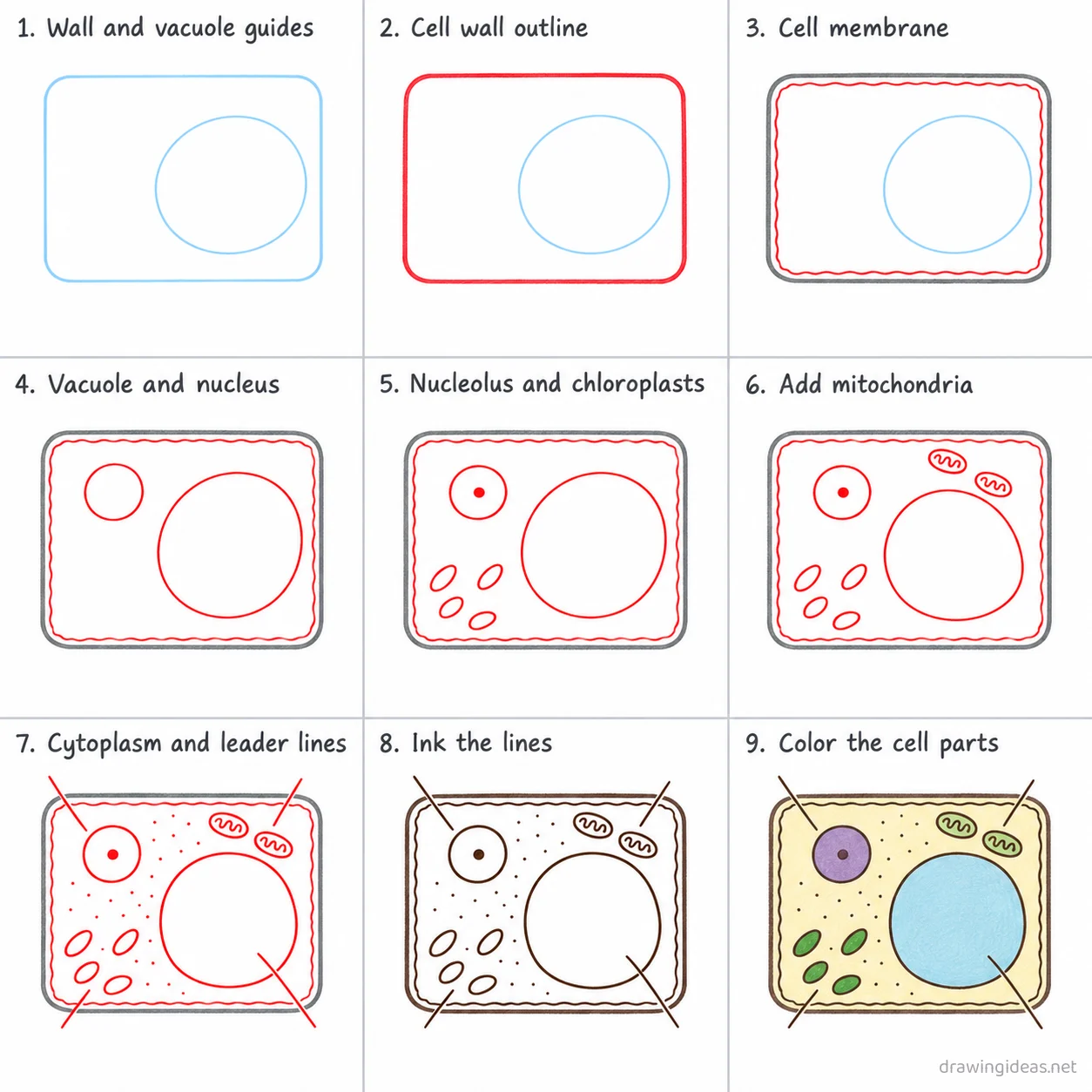 How to draw a plant cell step by step — 9-step plant cell drawing tutorial sheet