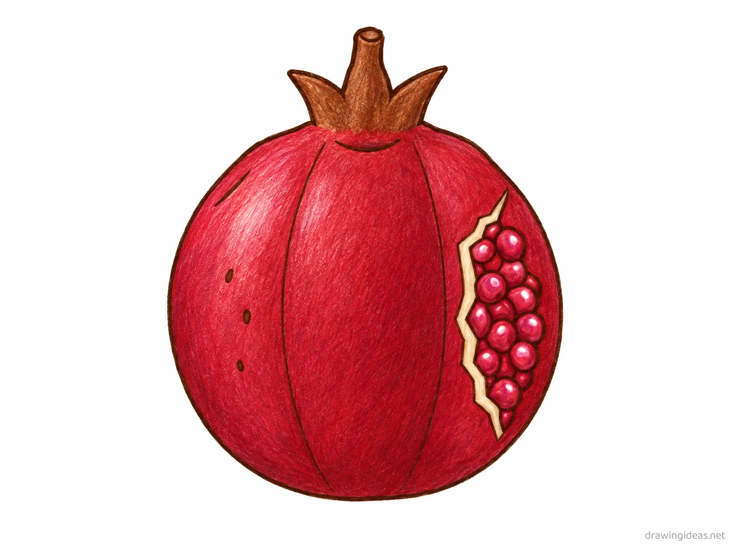 Pomegranate drawing — hand-drawn pomegranate illustration with ink lines and soft colors