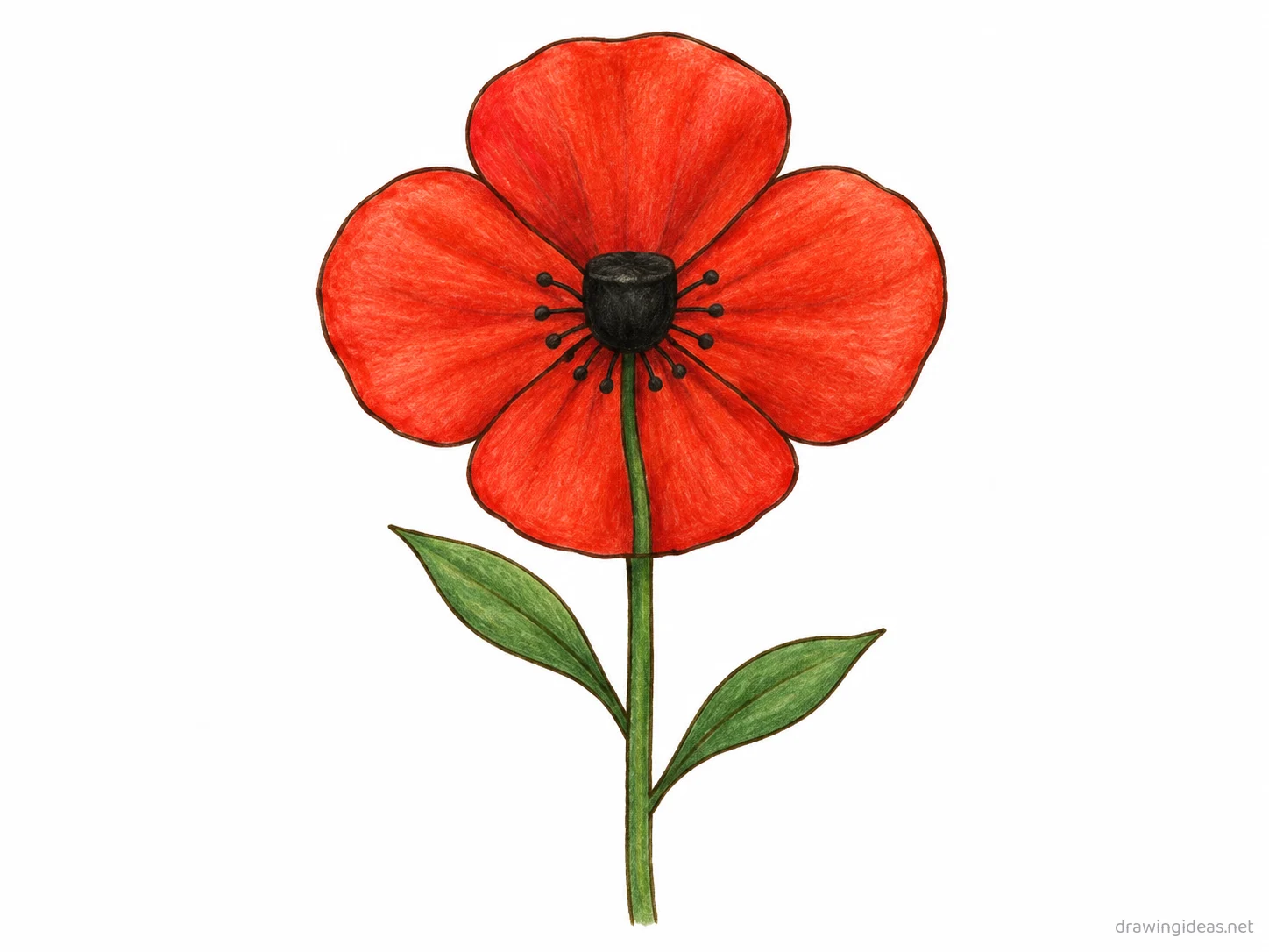 Poppy Flower drawing — hand-drawn poppy flower illustration with ink lines and soft colors