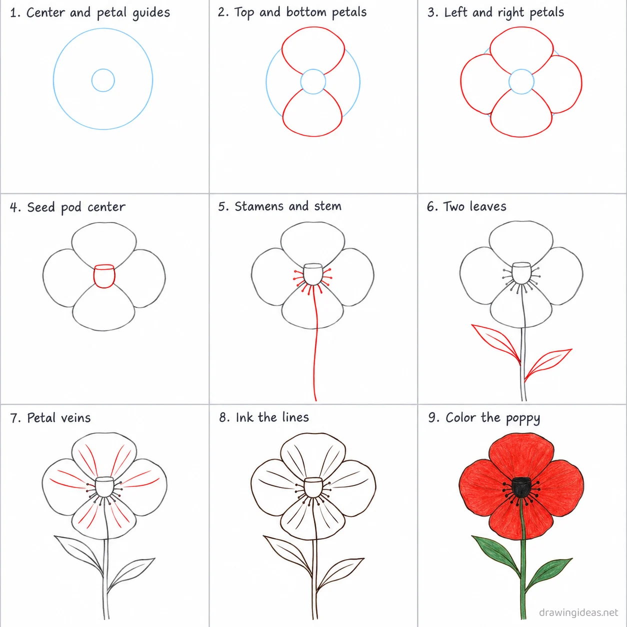How to draw a poppy flower step by step — 9-step poppy flower drawing tutorial sheet