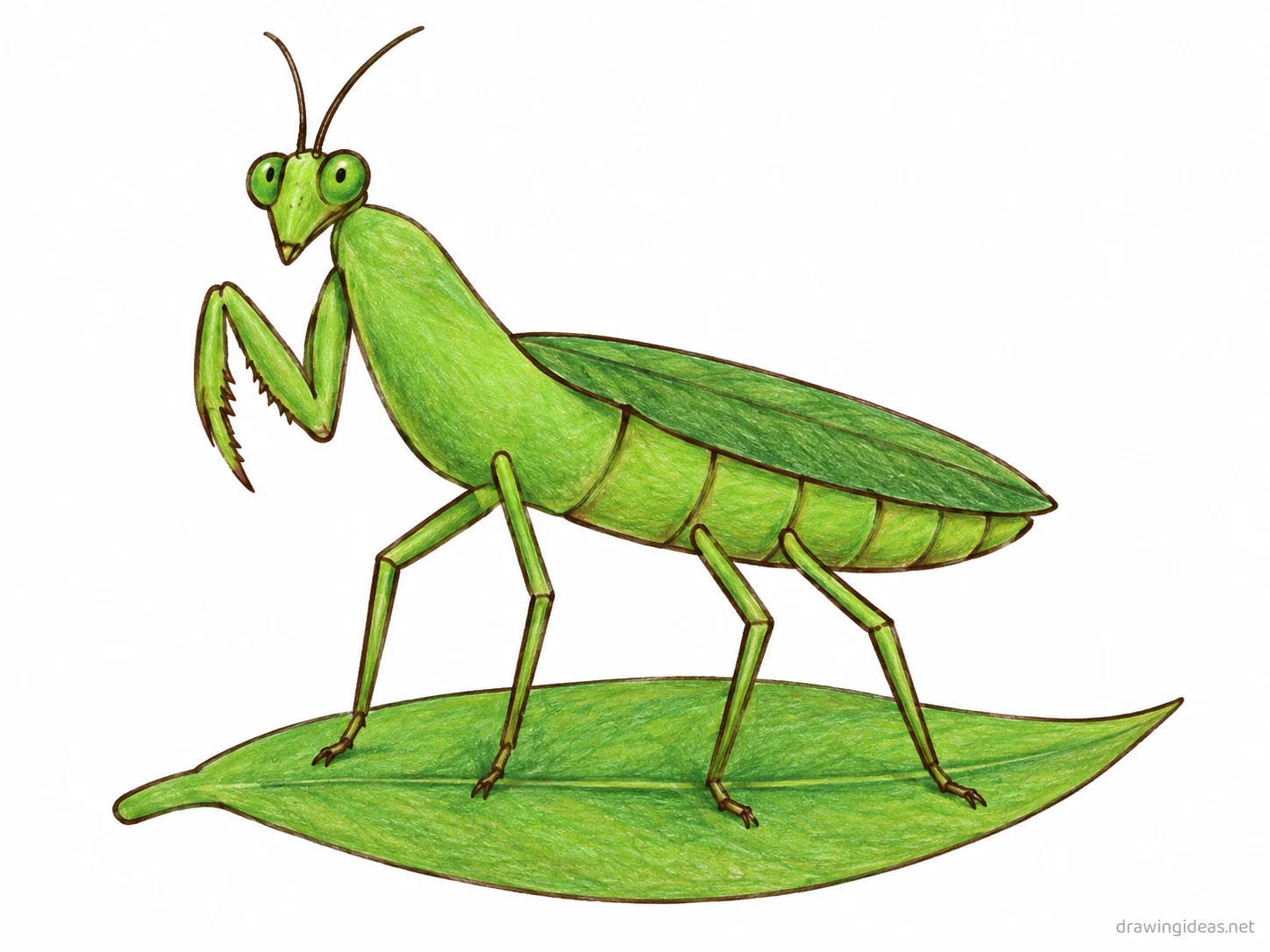 Praying Mantis drawing — hand-drawn praying mantis illustration with ink lines and soft colors
