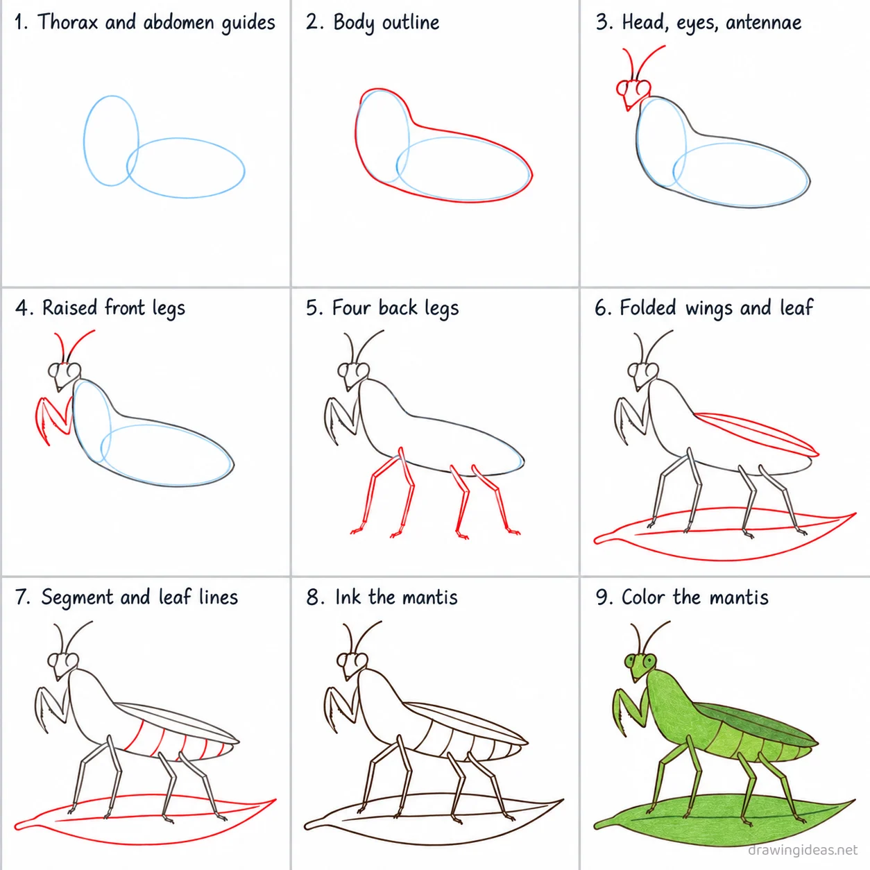 How to draw a praying mantis step by step — 9-step praying mantis drawing tutorial sheet