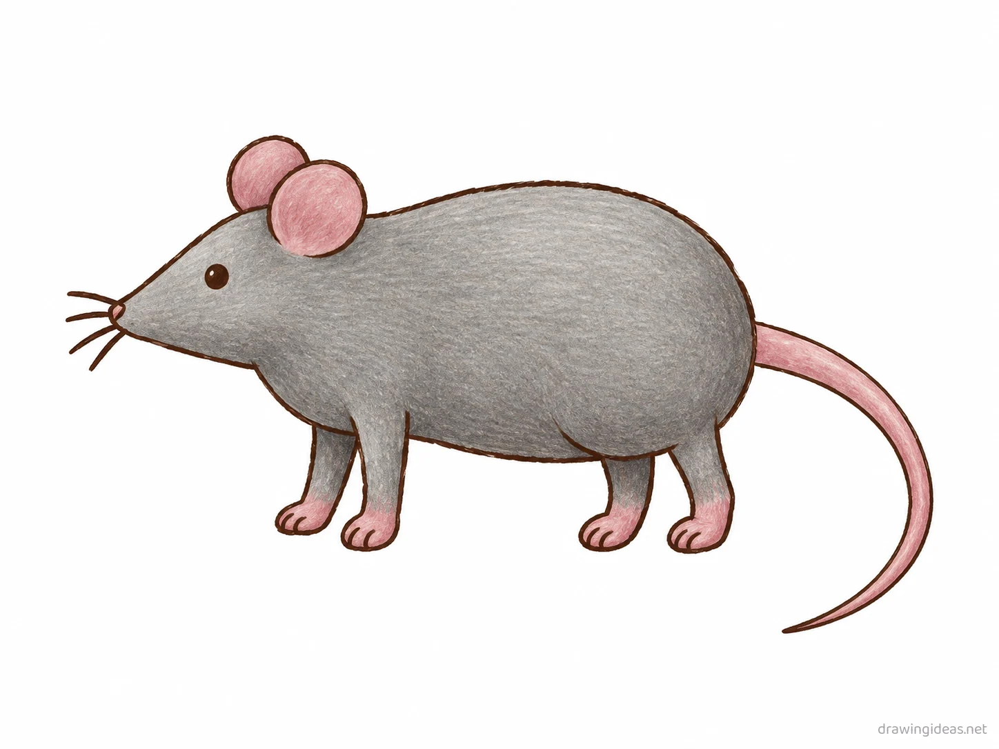 Rat drawing — hand-drawn rat illustration with ink lines and soft colors